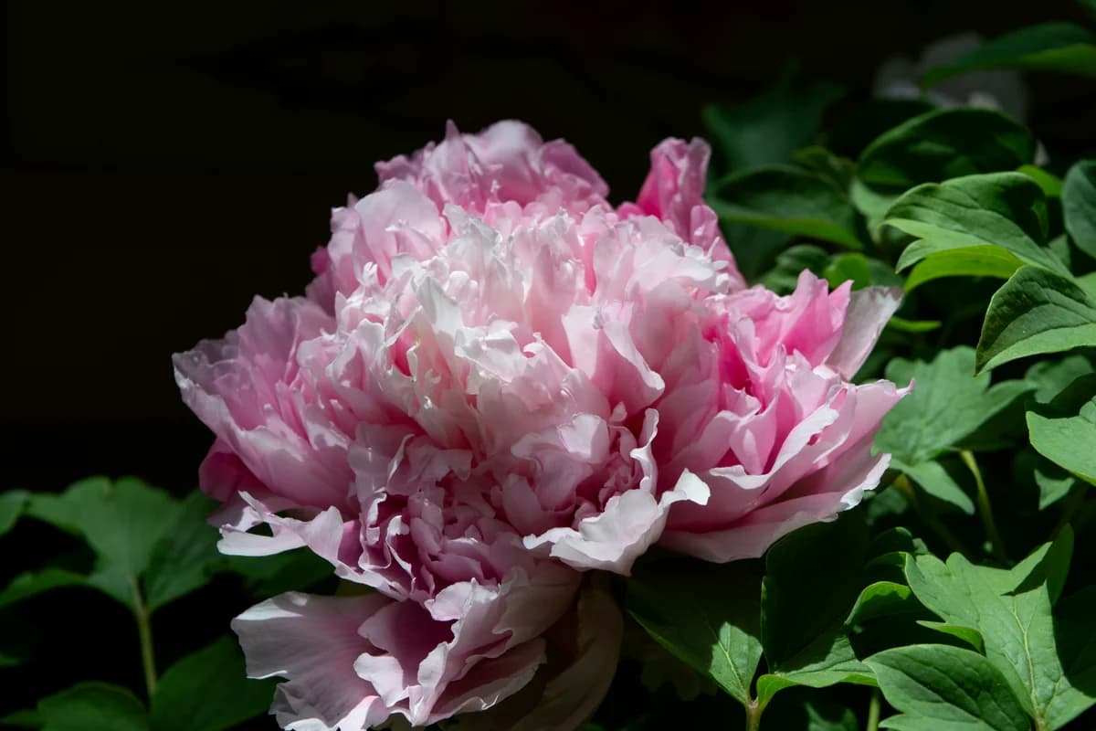 Pink peony in full bloom — May 2026 Chinese horoscope