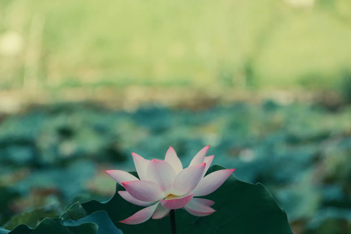 Pink lotus rising above its leaves on a summer pond — July 2026 Chinese horoscope