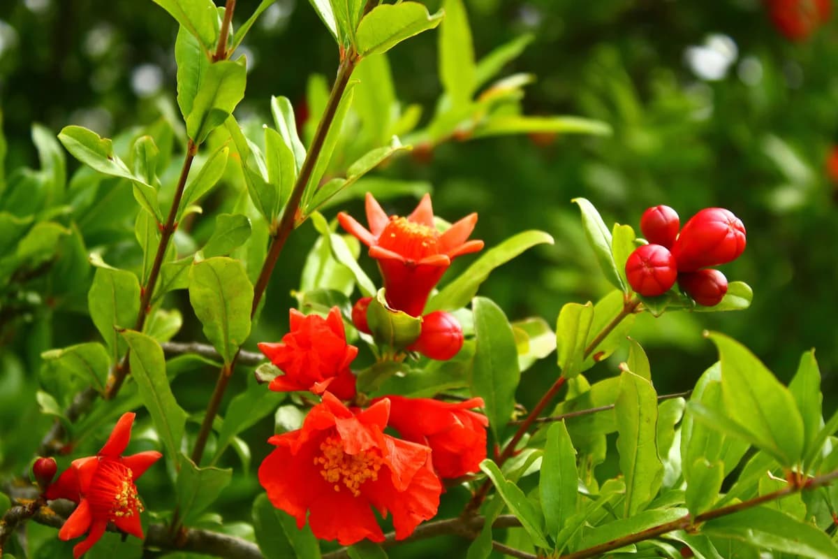 Scarlet pomegranate flowers in full summer bloom — June 2026 Chinese horoscope