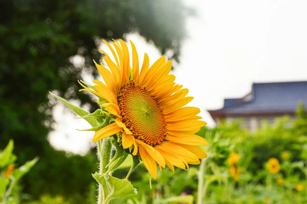 Golden sunflower turned toward the sun before a blue-tiled roof — August 2026 Chinese horoscope