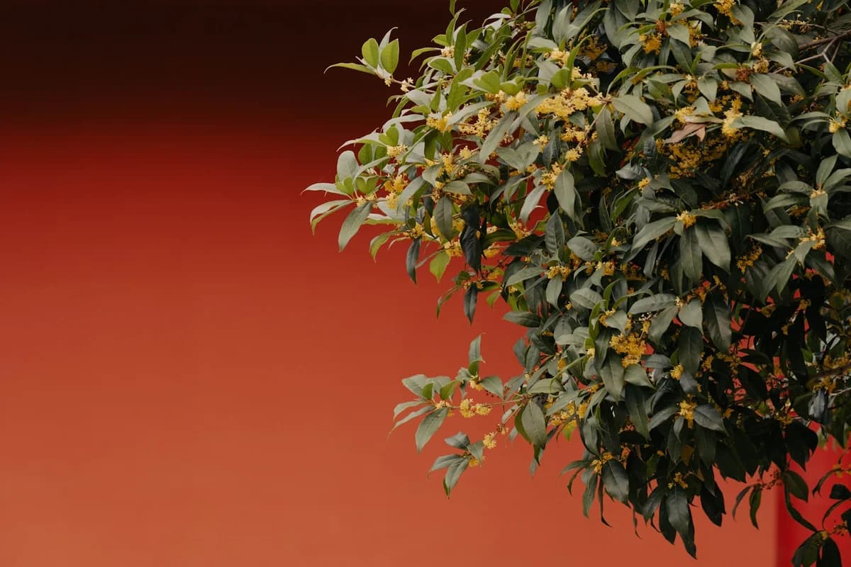 Golden osmanthus blossoms on dark leaves before a vermilion wall — September 2026 Chinese horoscope