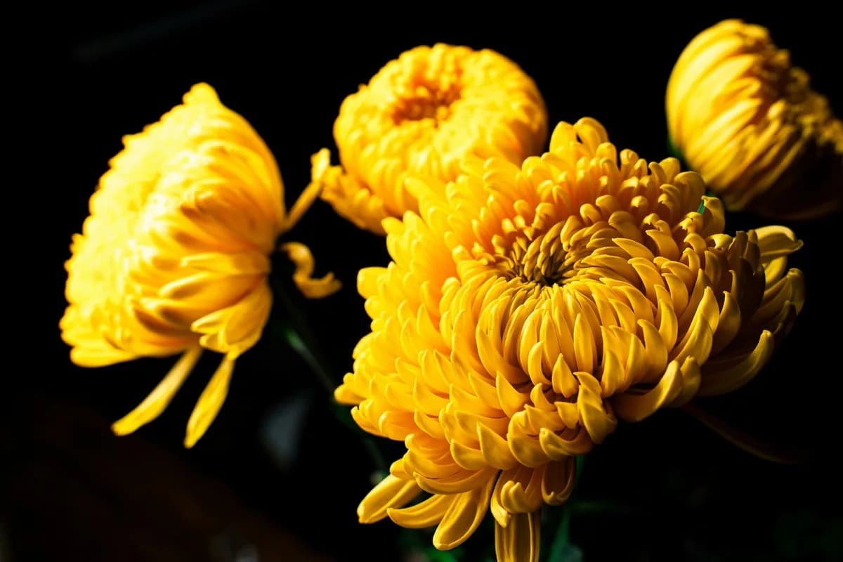 Golden chrysanthemums glowing against a black ground, petals curled inward — October 2026's Wu-Xu Earth Dog month, when the Fire Horse year's fire enters its storehouse
