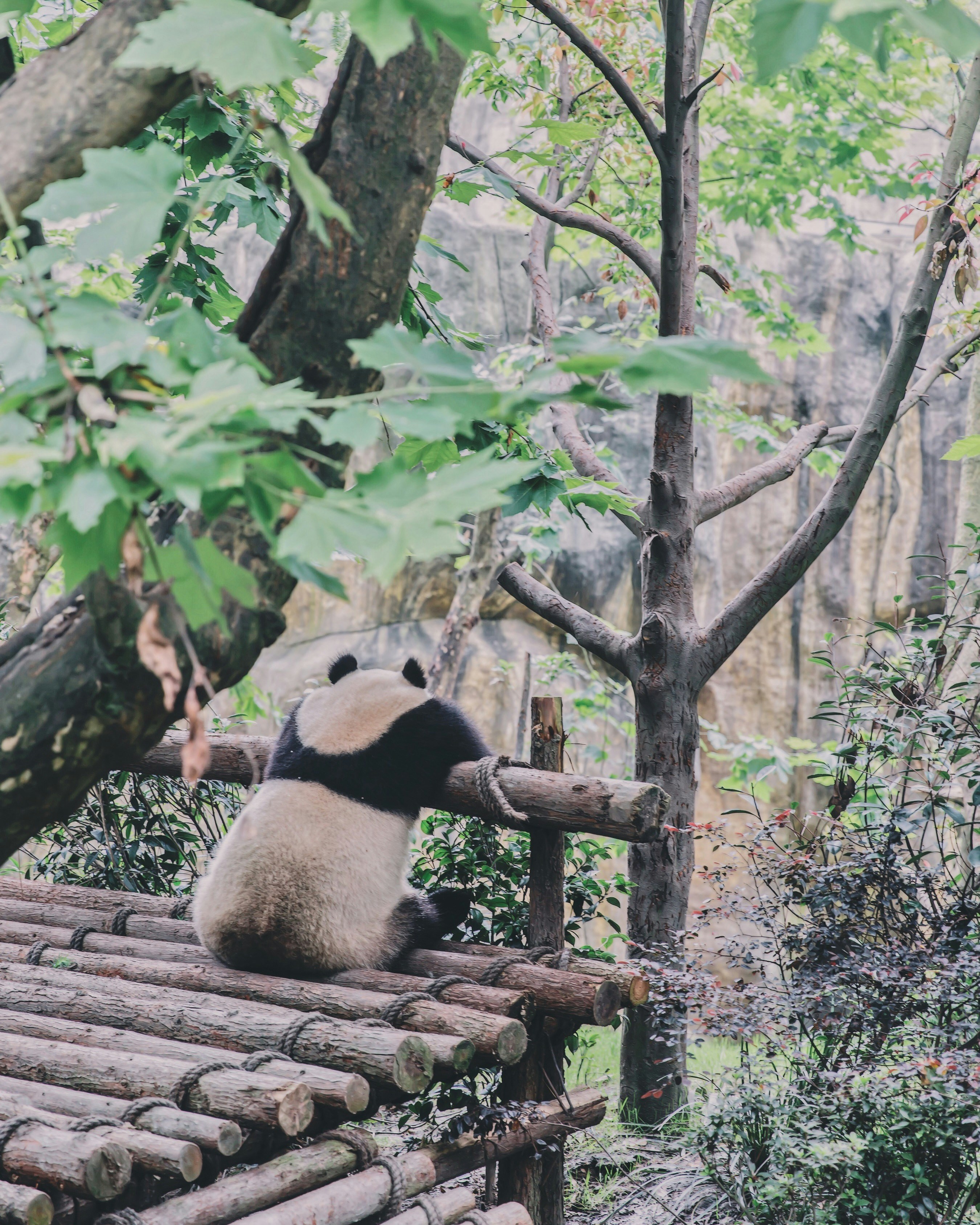A giant panda sitting peacefully on a wooden structure in a lush green forest, symbolizing a connection with nature and Eastern philosophy.